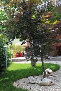 Giardino Giapponese a Roma - Sd Studio Architettura